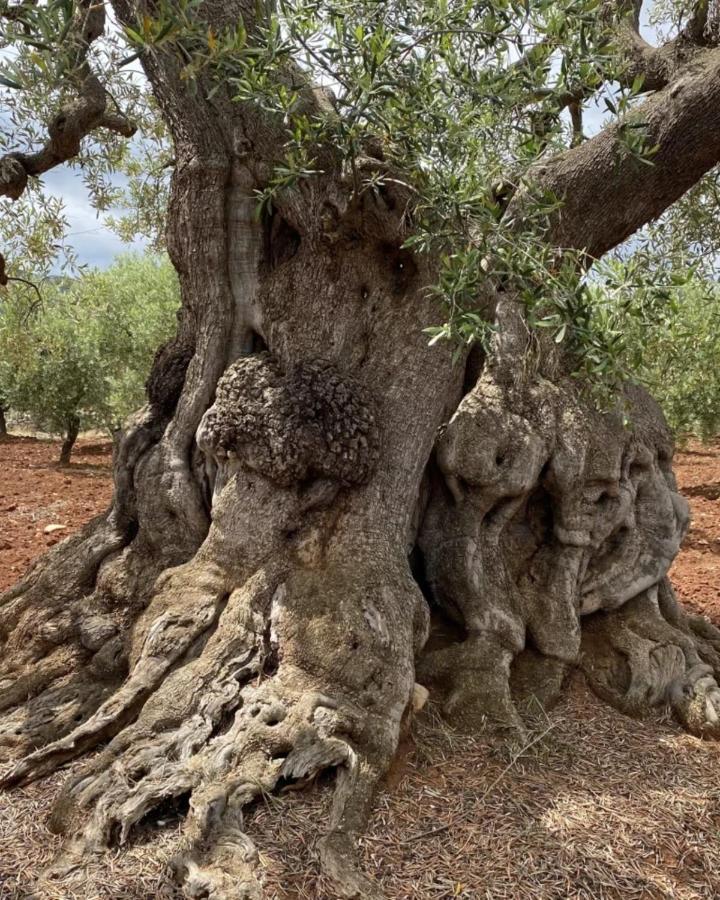 Bambarone La Masseria * Fasano